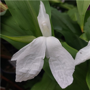 Roscoea Purpurea 'Snow Goose'